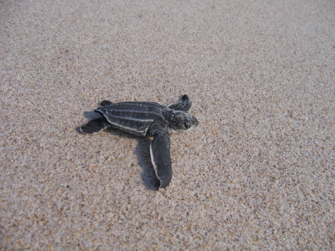 A hatchling leatherback sea turtle on the beach