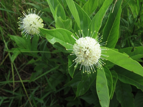 Buttonbush blossom