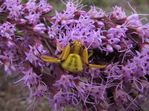 A bright yellow crab spider waits to ambush prey on a Liatris flower