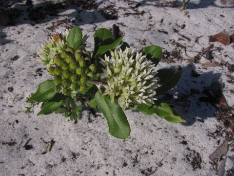 Close-up of Curtiss' milkweed, a Florida endemic milkweed with creamy white flowers. 