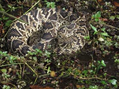 An eastern diamondback rattlesnake, coiled and testing the air with its tongue 