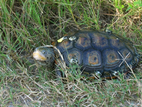 Large female diamondback terrapin, a turtle of east coast estuaries