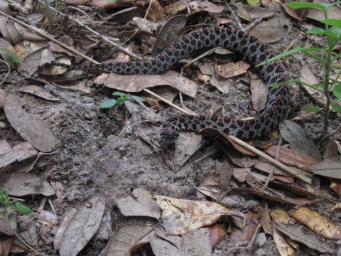 A small dusky pygmy rattlesnake on leaf litter