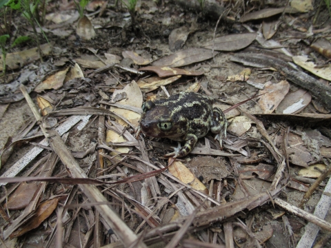 Eastern spadefoot toad on leaf litter