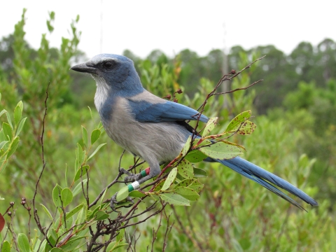 A banded Florida scrub-jay perches on a Lyonia shrub