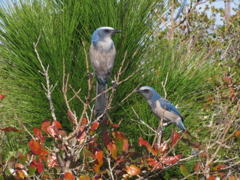 A pair of banded Florida scrub-jays perch on a scrub oak