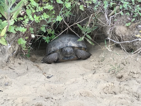 A gopher tortoise in the entrance of it's burrow