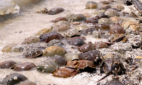 A mating congregation of horseshoe crabs is seen along the shore