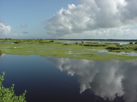Scene looking across an impounded salt marsh, with low growing sesuvium plants, marsh grasses and open water