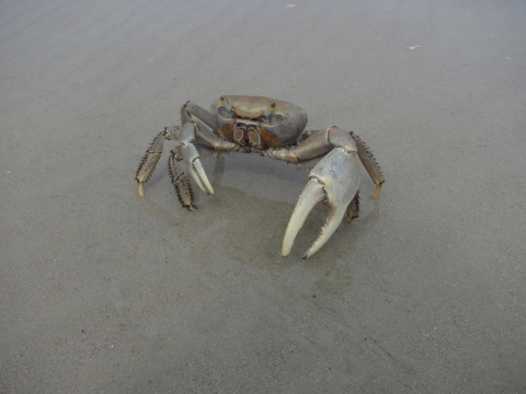 A land crab on the beach