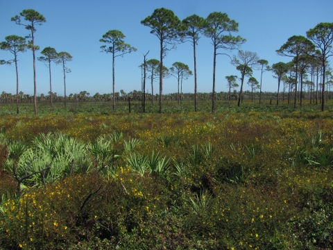 Partridge pea blooms in an area of pine flatwoods
