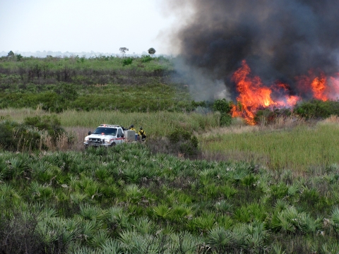 Fire crews light scrub and wetland vegetation as part of a prescribed fire at Merritt island National Wildlife Refuge. A 