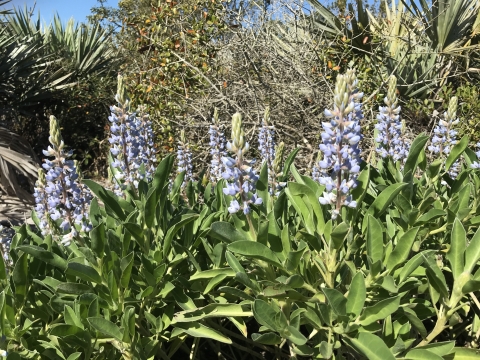 Sky blue lupine flowers