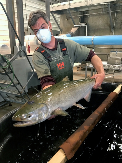 A masked man in waders holds a large Chinook salmon over a tank of water in an industrial concrete and metal facility.