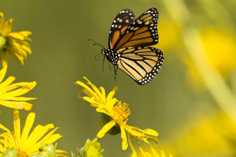 Monarch butterfly hovering above blooming sylphium