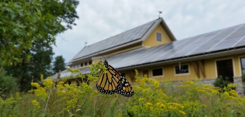 Monarch butterfly on goldenrod flowers with the visitor center in the background 