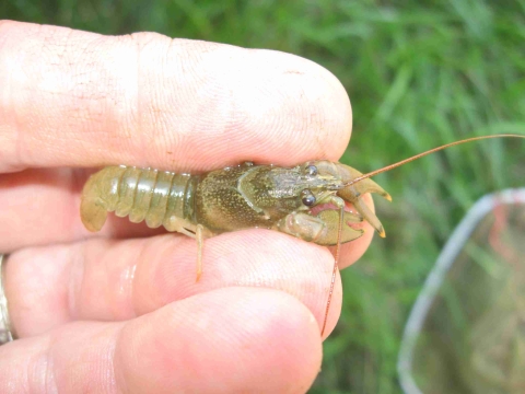 Biologist holding a Nashville crayfish