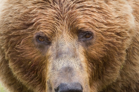 Kodiak brown bear close-up