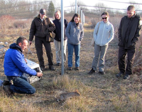 Release of New England Cottontail with Lou Perotti, Director of RWPZ Conservation Breeding program