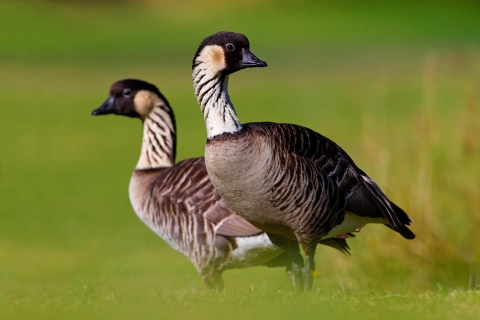 Two geese stand in grass.