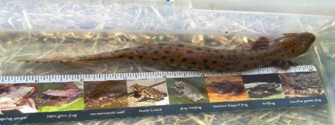 A long salamander with a reddish brown body with black spots positioned parallel to a ruler.