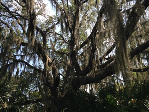 Looking up the base of an oak tree with lots of Spanish moss hanging from its branches.