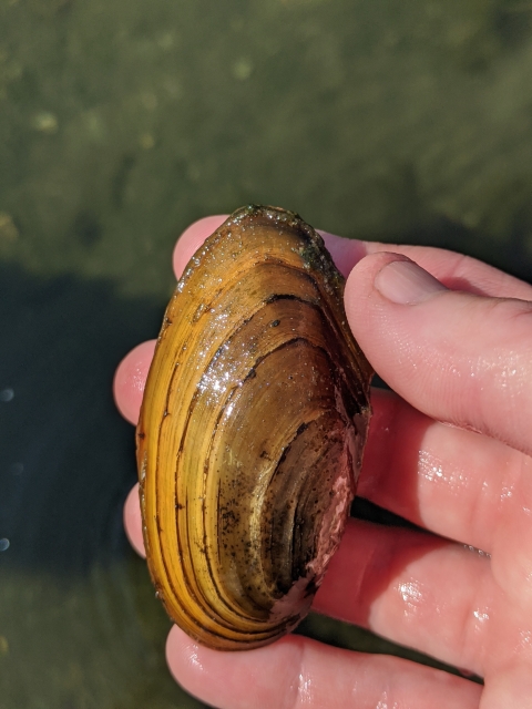 A mussel is held up in someone's hand.