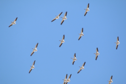 White Pelicans flying in the air