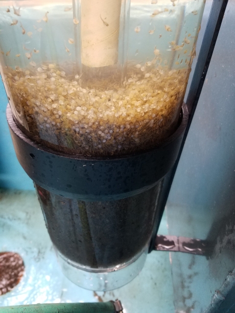 Northern pike hatching