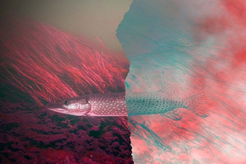 Northern pike swimming with half of the image colorized red and the other half polarized