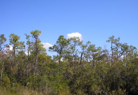 Short, gnarled pine trees grow above a dense layer of diverse shrubs, with a pitcher plant visible in the foreground
