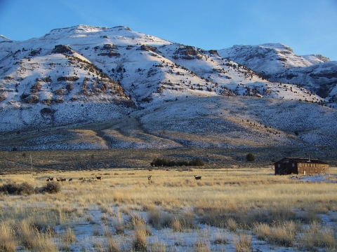 mule deer foraging on the prairie next to the historic CCC Infirmary with snow covered mountains and blue skies in the background