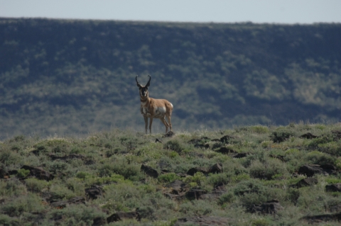 Lone pronghorn buck on the horizon surrounded by sagebrush ecosystem
