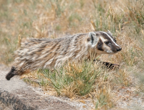 American badger running into some grass