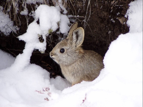 pygmy rabbit in snow