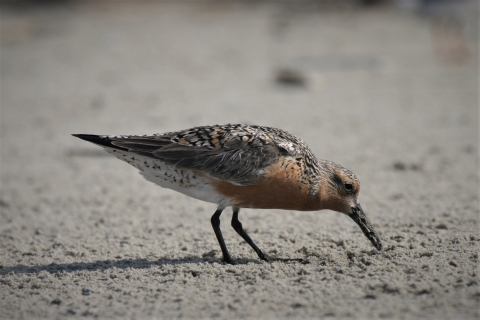 Red knot probes the sand for food on Marsh Island, Cape Romain NWR