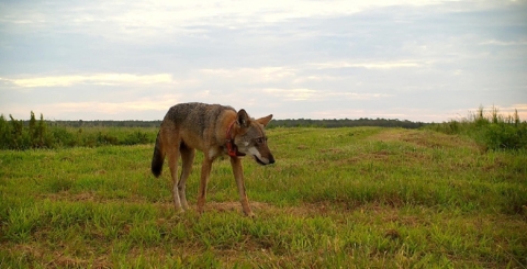 Lone red wolf standing in the middle of a field