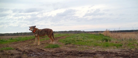 A red wolf stands alone in a sprawling field. It wears an orange GPS collar.