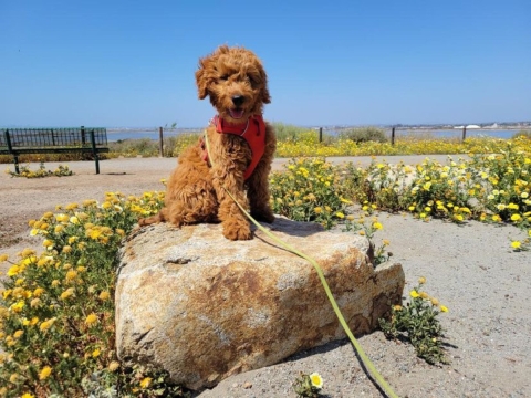 Brown puppy with harness and leash sits on a small boulder surrounded by small yellow flowers.