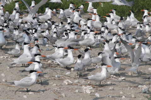 Many Royal terns nest on the sand in the tern colony on Marsh Island.Many tern eggs are on the sand. 