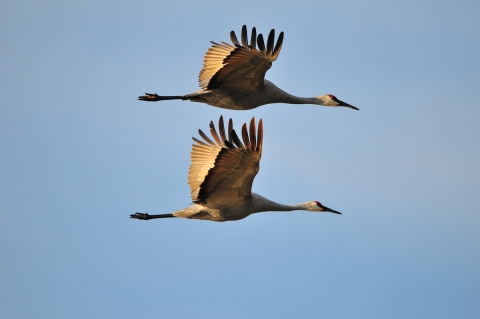 Two large-winged grayish birds fly, one directly over the other.