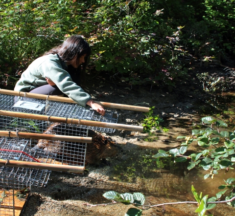 A young woman in a fleece jacket crouches beside a wire cage, holding open the door to allow a beaver to exit and go into nearby water.