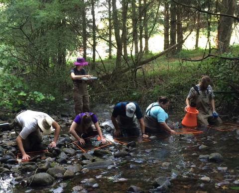 Sequatchie caddisfly monitoring in Tennessee