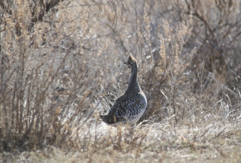 Sharp-tailed grouse stands in grassy cover