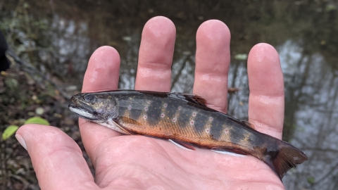 a brightly colored male brook trout in hand