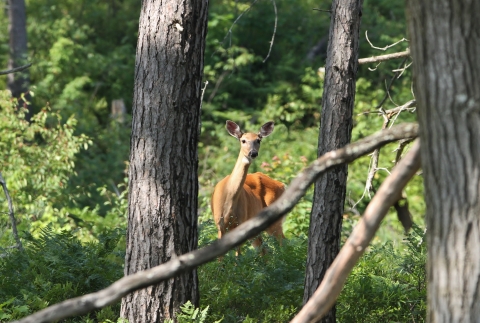 White-tailed deer peering through the trees.