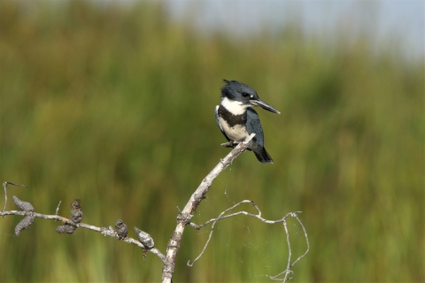 Belted kingfisher male.