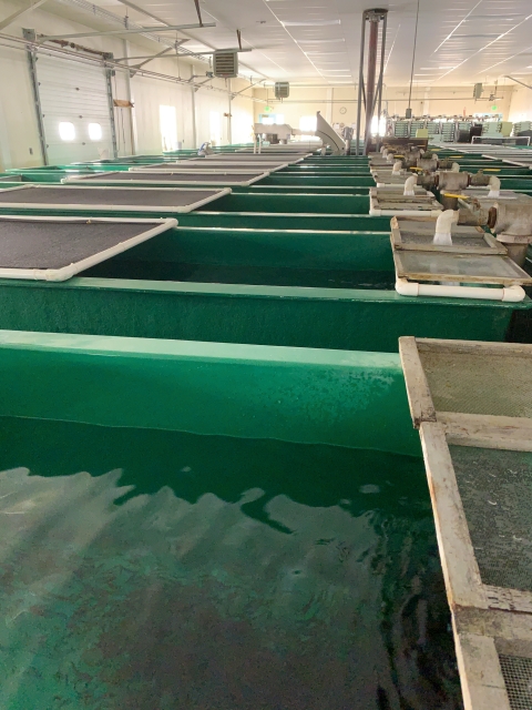 Green fiberglass tanks filled with water and tiny fish fill a nursery building.