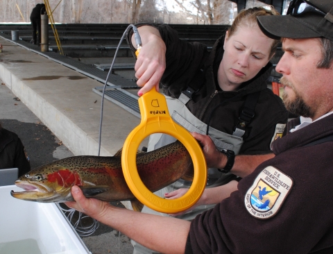 employees in uniform hold a large yellow wand next to an adult steelhead