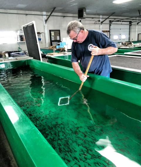 A man wearing a Service volunteer t-shirt cleans a tank full of small fry.